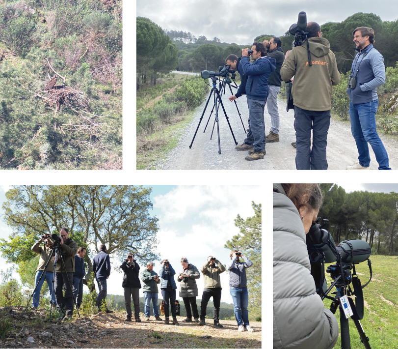 Digiscoping from a long distance and LIFE Aegypius Return partners looking for Cinereous Vultures at Herdade da Contenda © Eduardo Santos, Bárbara Pais, João Carvalho 