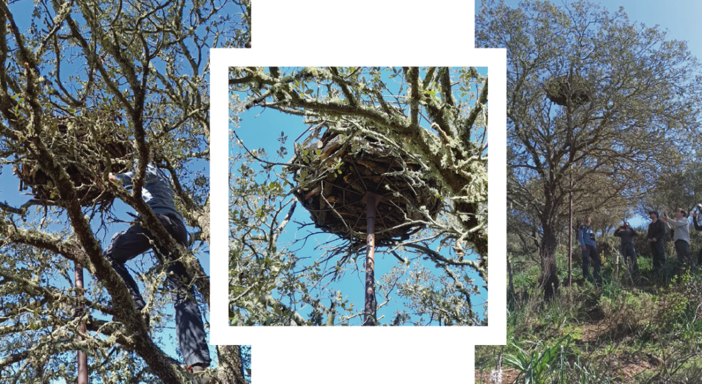 A nesting platform for Cinereous Vulture, at Herdade da Contenda © Milene Matos, Paulo Monteiro