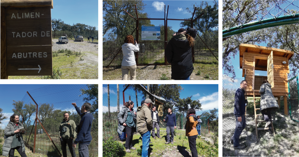 Vising the vultures feeding station at Herdade da Contenda © Bárbara Pais, Paulo Monteiro and Miguel Nóvoa 