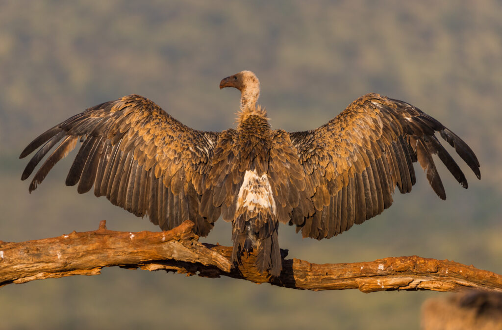 White-backed vulture Gyps africanus