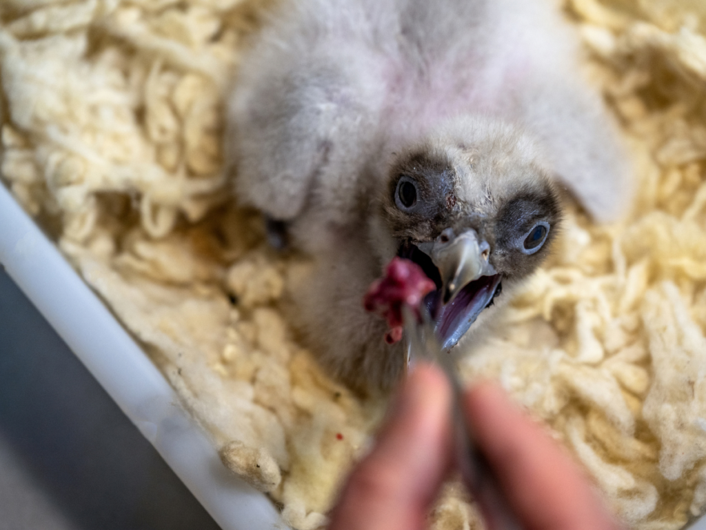 One of the chicks that hatched during the Bearded Vulture Captive Breeding Season 2022/23 © Hansruedi Weyrich