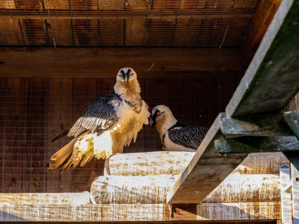 One of the Bearded Vulture breeding pairs at Guadalentín © Hansruedi Weyrich