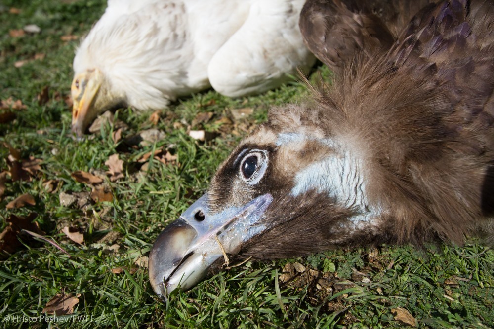 An Egyptian and Cinereous Vulture found dead after ingesting poison baits © Hristo Peshev - FWFF