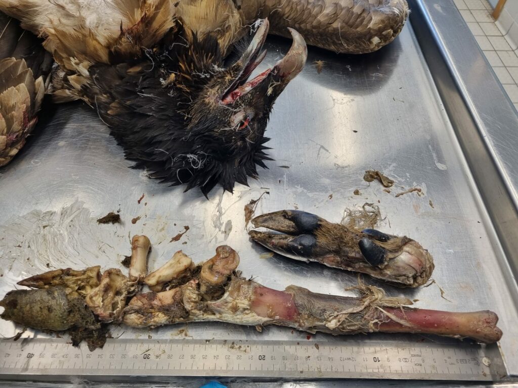 Bearded Vulture Mojo during necropsy