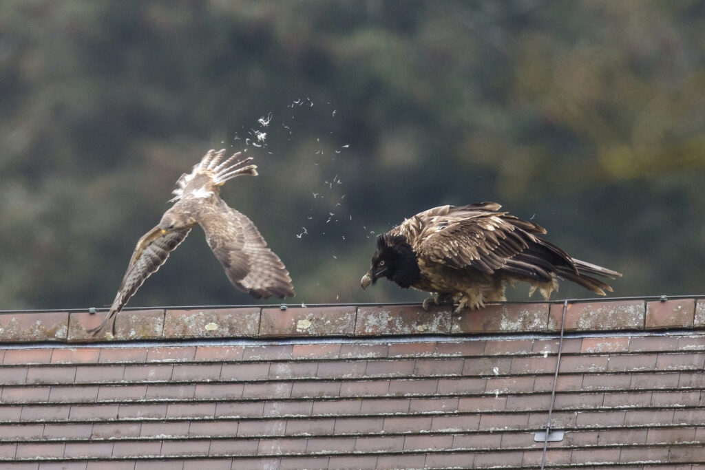 Bearded Vulture Mojo valouwe Netherlands (c) Alex Bos