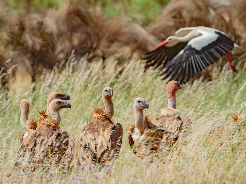 griffon vultures and stork in extremadura