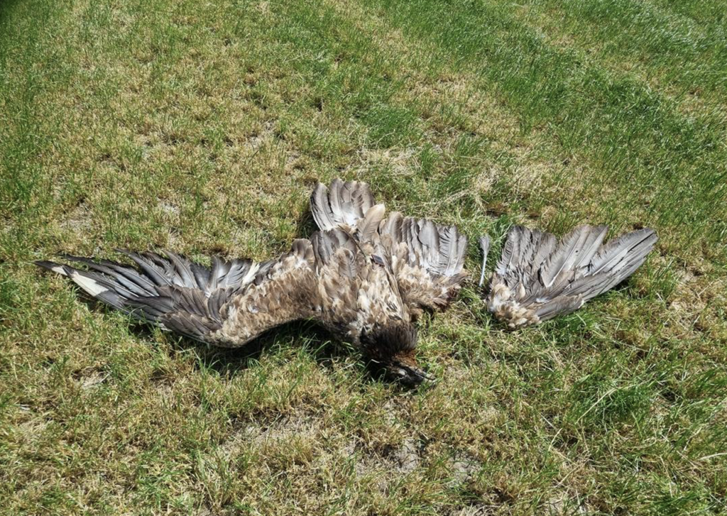 Bearded Vulture Roc found dead under a wind farm in the Netherlands