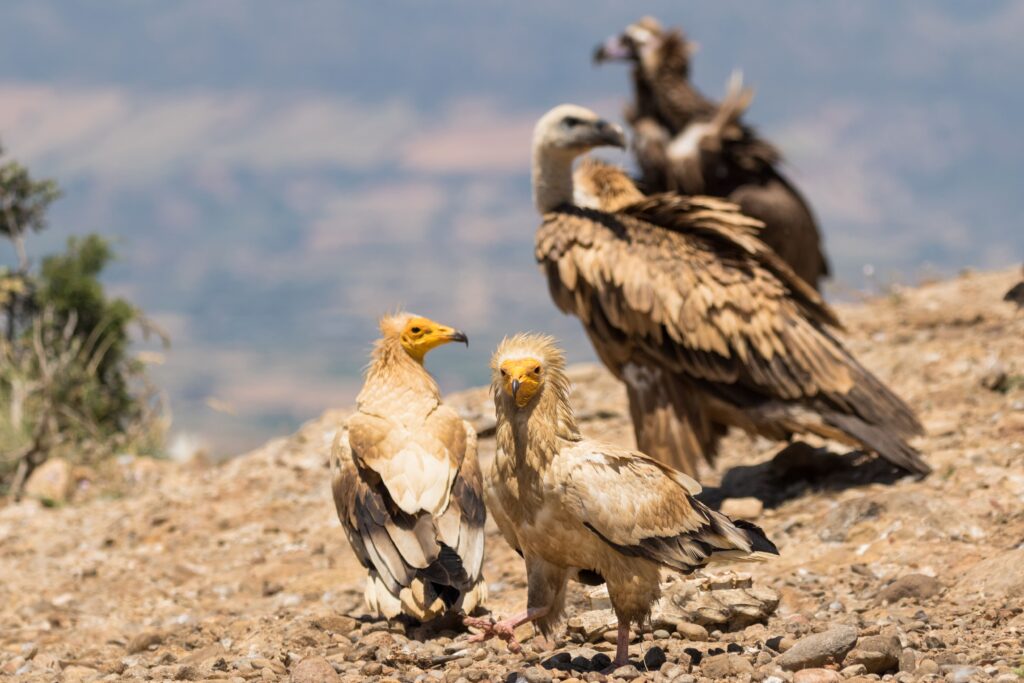 Egyptian Vulture, Griffon Vulture and Cinereous Vulture © Pilar Oliva-Vidal