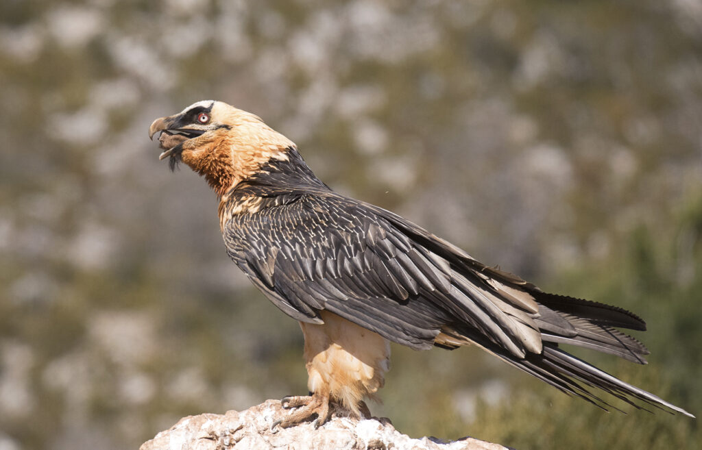 bearded vulture