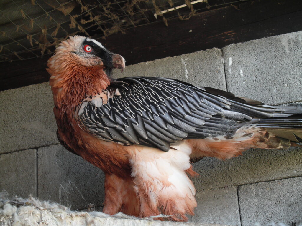 Bearded Vulture Hanneke 