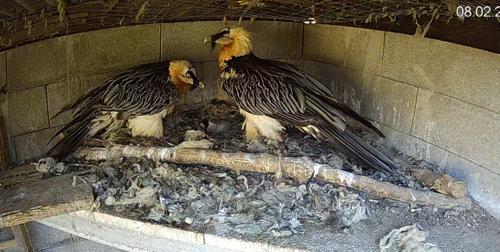 Bearded Vultures Jan and Hanneke, RFZ