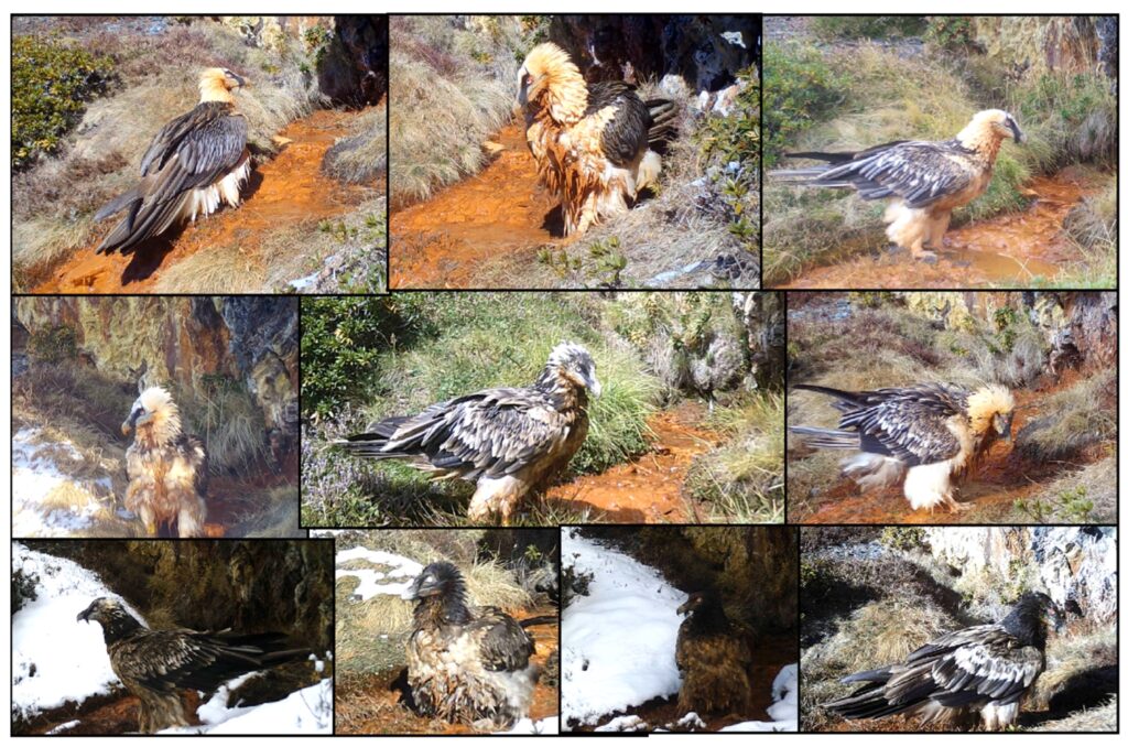 bearded vulture ferruginous spring