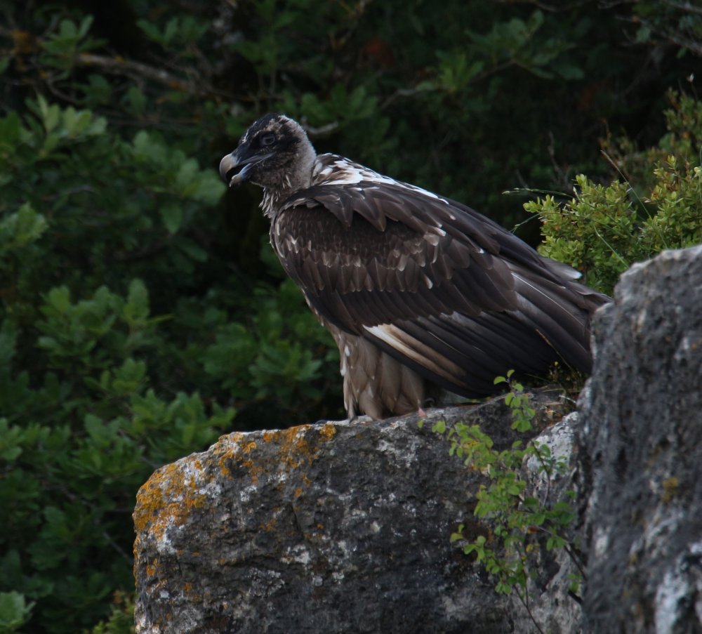 bearded vulture sargas at the feeding station in min June_ (c) clement