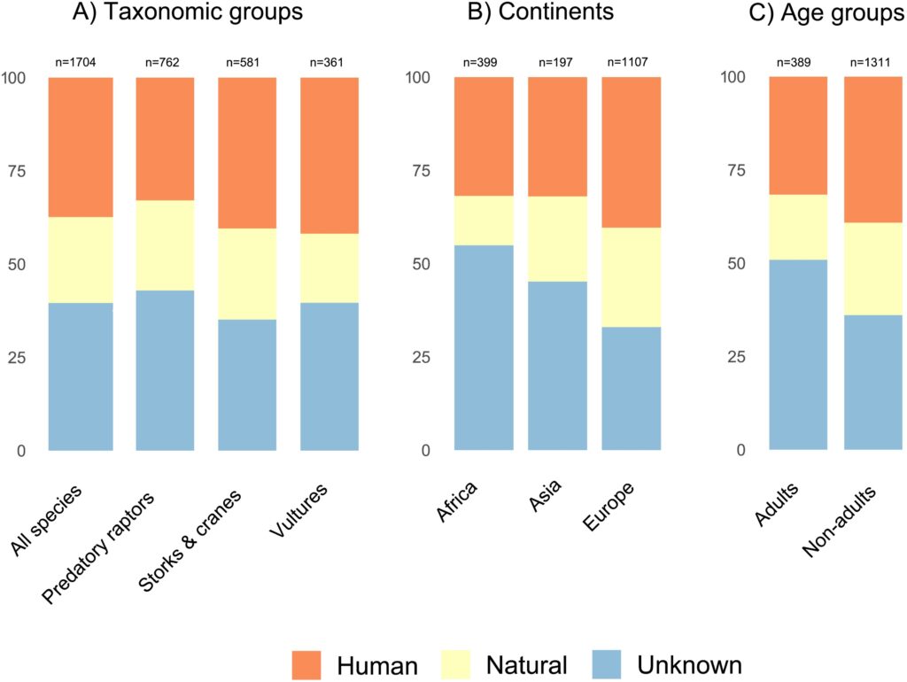 Plots showing the percentage of human-related, natural, and unknown causes of mortality for large migratory birds by taxonomic groups (A) and continents (B), from Serratosa et al. (2024)