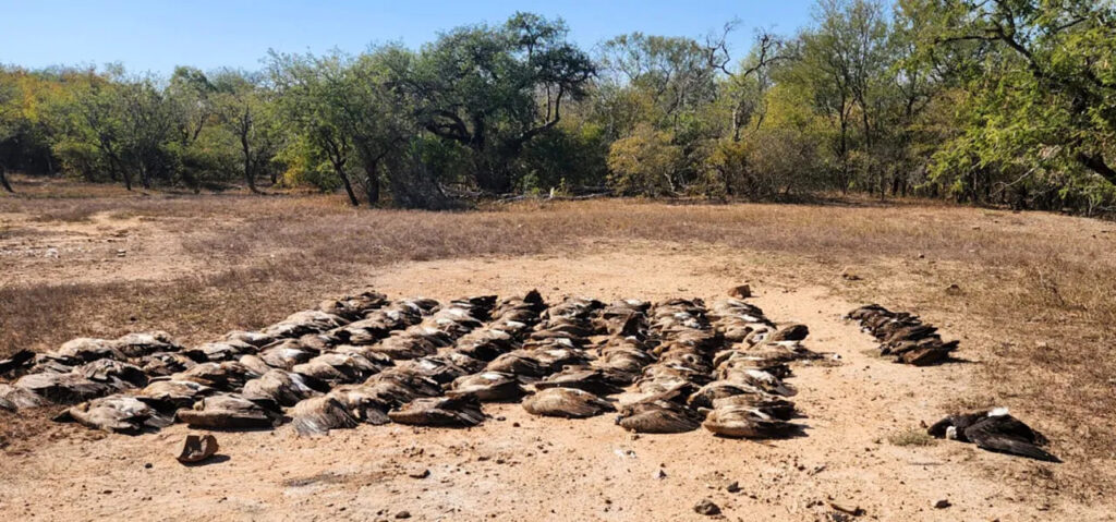 Vulture carcassess lined up for counting after a poisoning incident