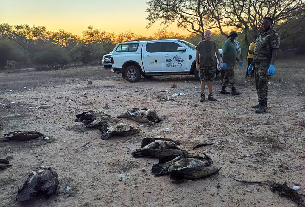 VulPro team observing the aftermath of a poisoning incident: several vultures dead on the ground