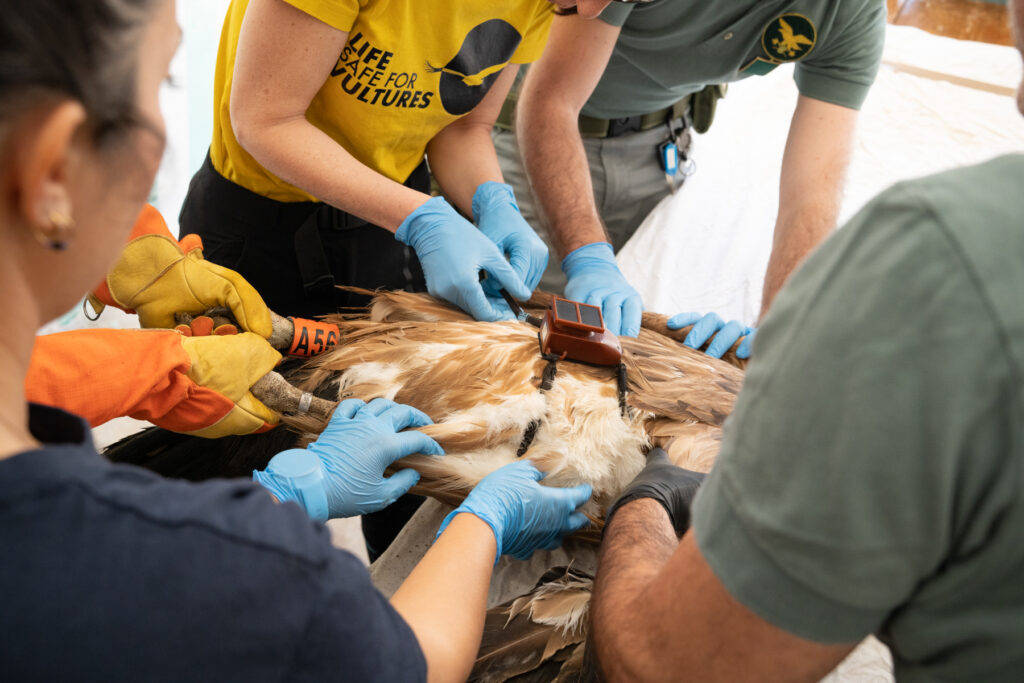 Technicians fitting GPS transmitter on a marked griffon vulture