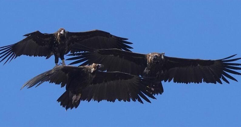 Three Cienreous Vultures in flight