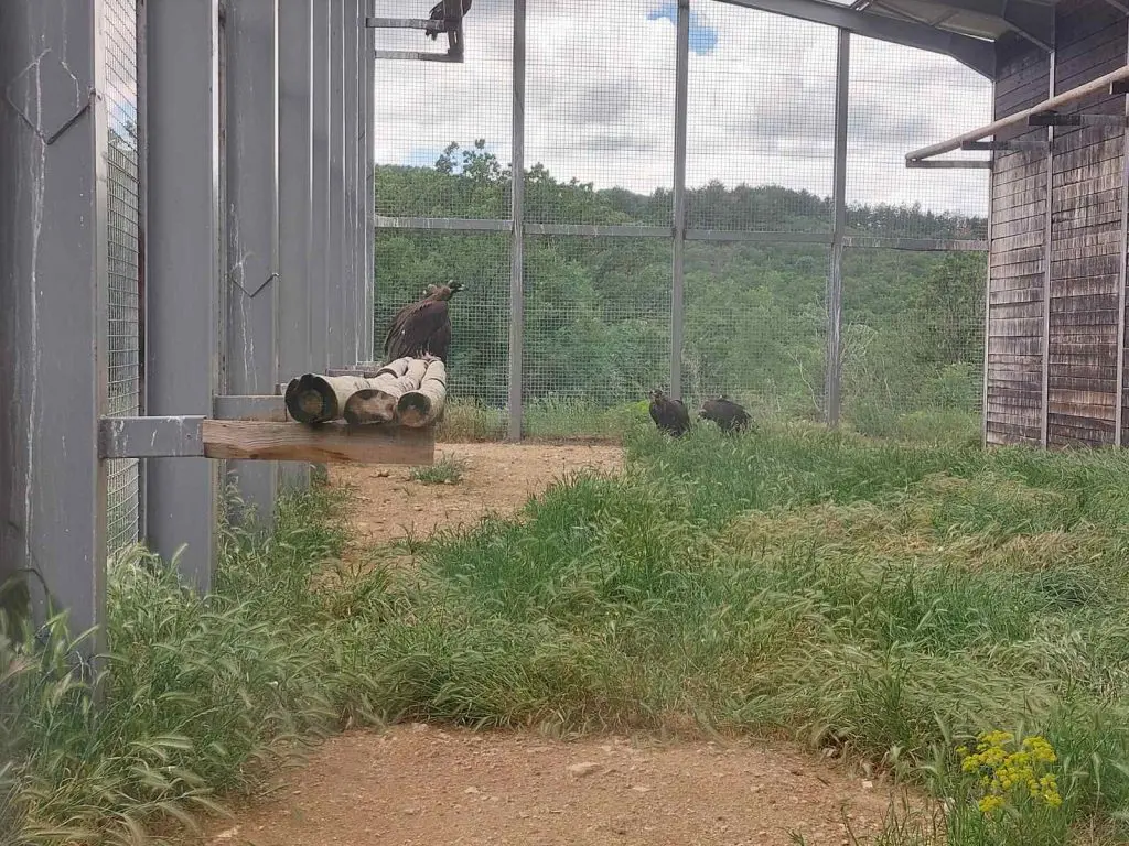Cinereous Vultures perching in the acclimatisation aviary. Forest outside the aviary.