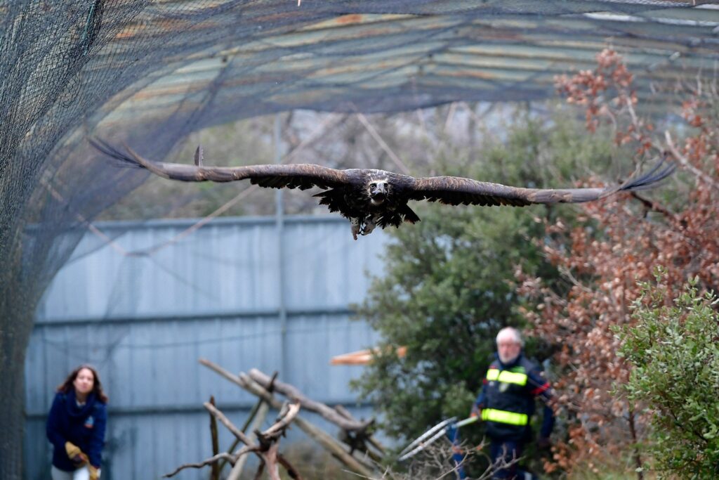 ILD in the rehabilitation aviary © Laure Néron-Devoureix