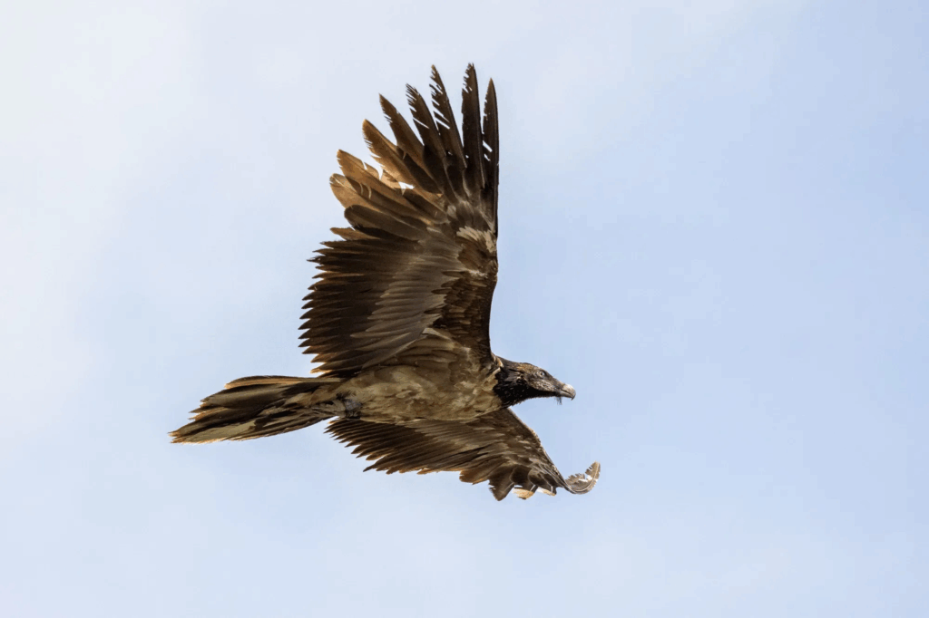 Young Bearded Vulture in flight
