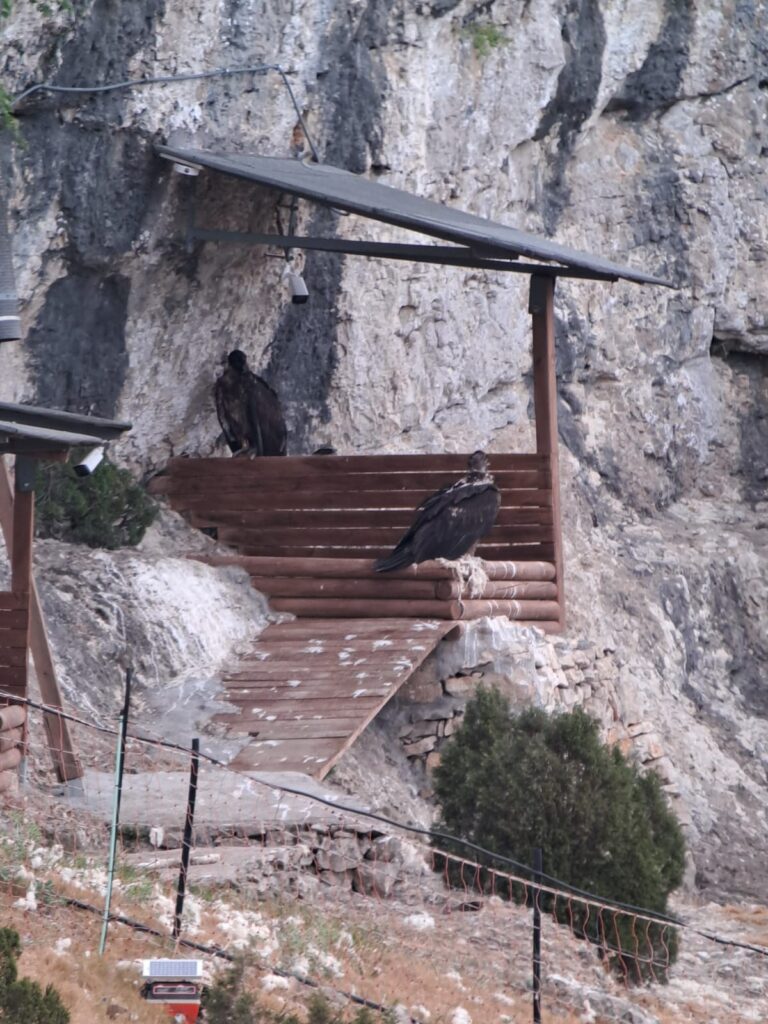 Young Bearded Vultures sitting on the sides of their artificial nests in the mountains