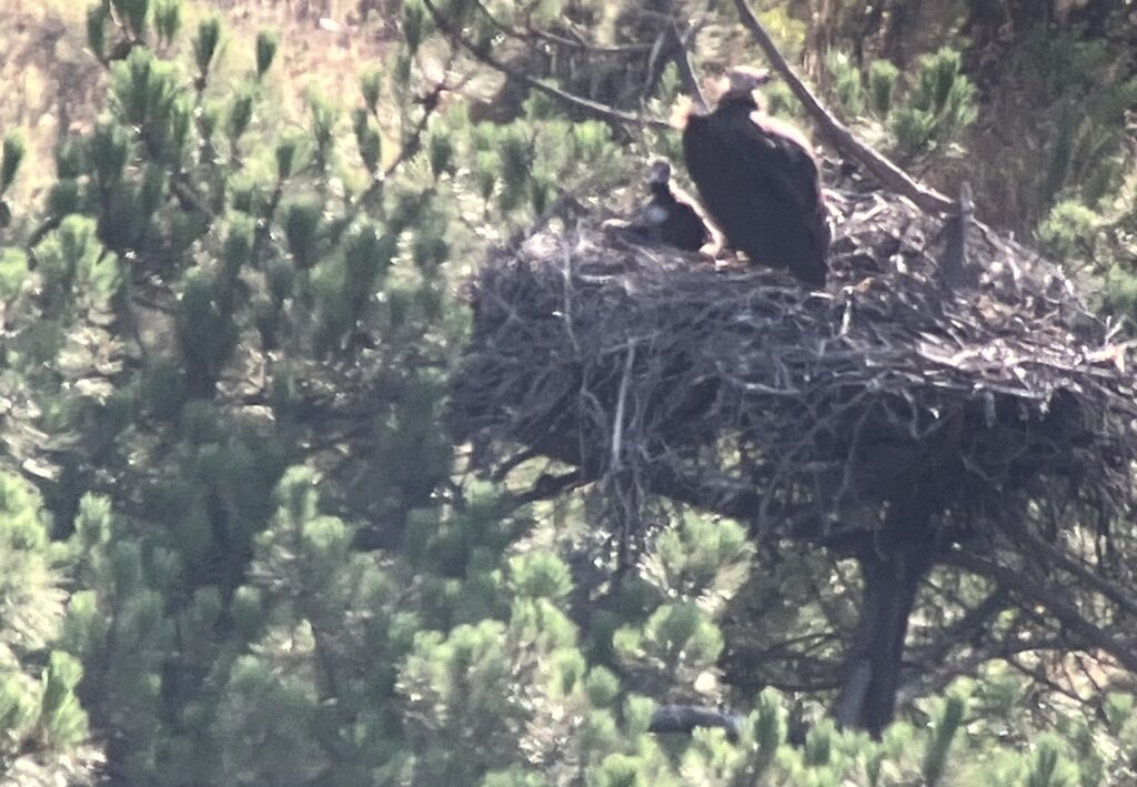 Adult Cinereous Vulture and chick about 30 days old. Birds observed from a long distance with a telescope, to avoid disturbing them. © Eduardo Santos/LPN 