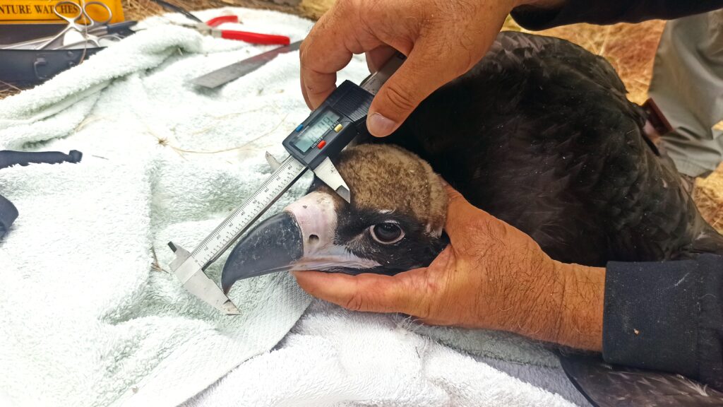 Tagging, measuring and collecting biological samples from a Cinereous Vulture chick. ©VCF 