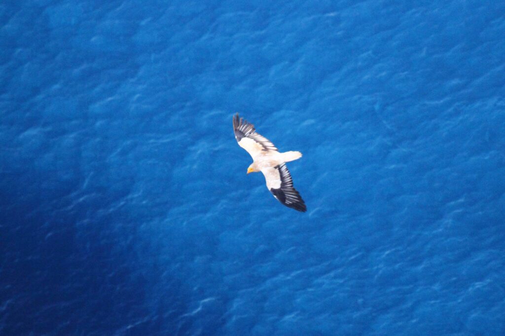 Egyptian Vulture Flying above the sea in Sardinia
