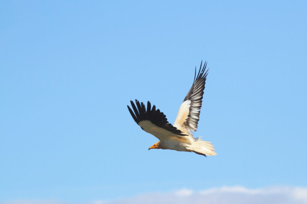 Egyptian vulture in flight