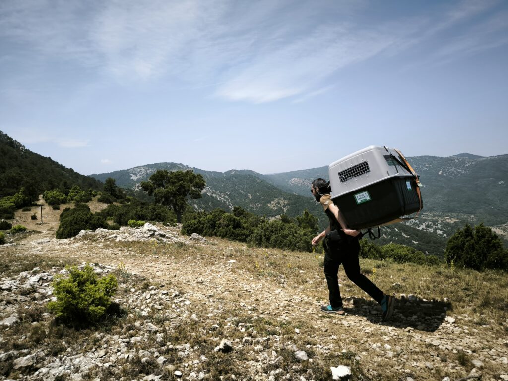 a man walking on the mountains carrying a carrier with a Bearded vulture inside