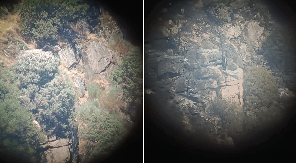 Cinereous Vulture nest. Left before the fire, with the Acer chick visible. Right nest site, completely burnt. ©Palombar