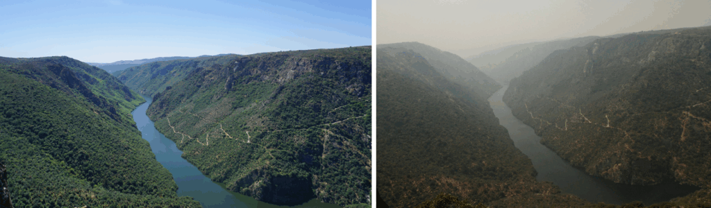 Cinereous Vulture nesting area in the Douro Internacional before and after the fire © Palombar