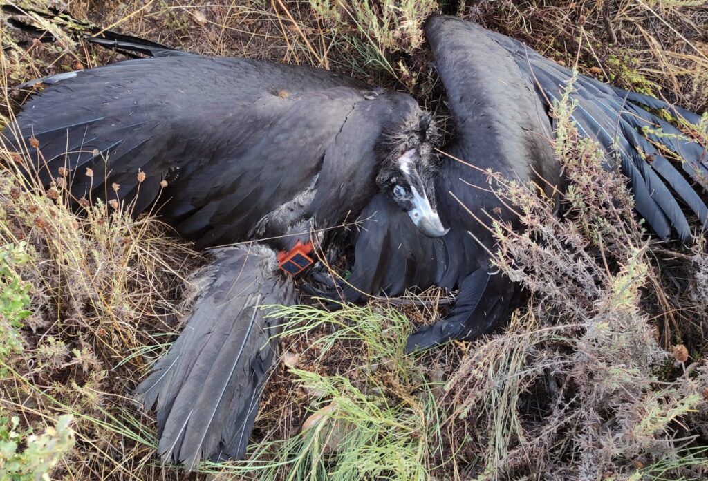 Detection of the dead Cinereous Vulture 5J, showing the GPS:GSM transmitter ©ATN