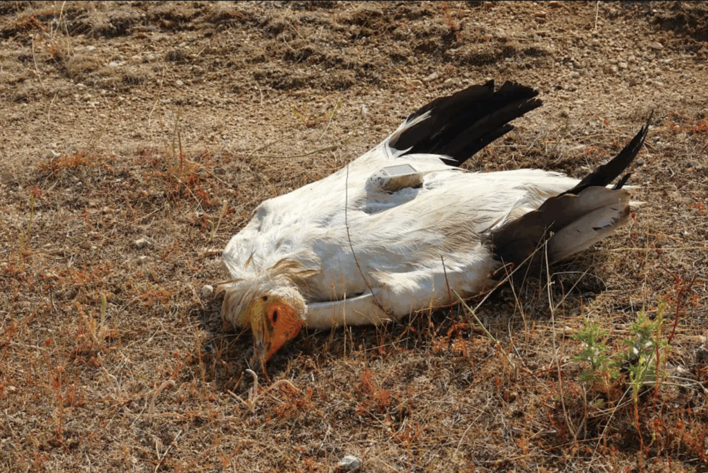 Egyptian Vulture Deni found dead from suspected poisoning in Bulgaria © BSPB