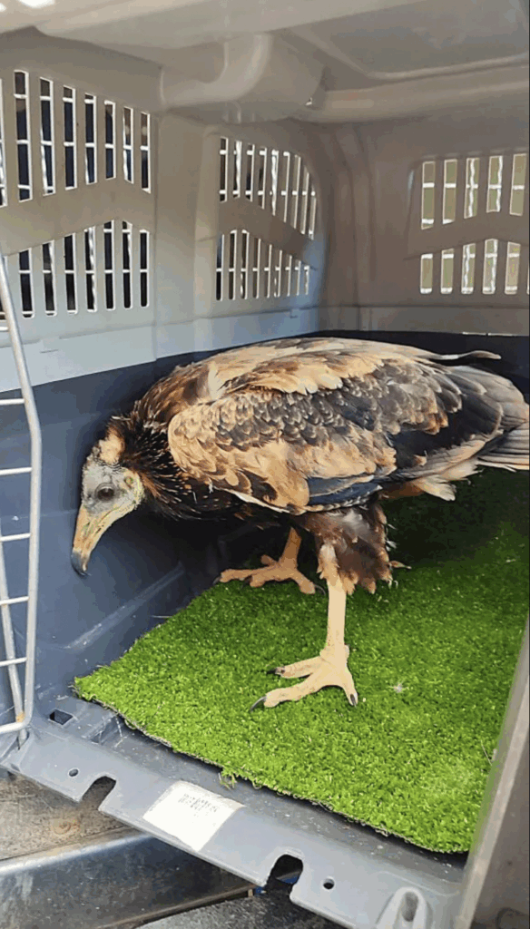 Following Deni's death, her chick was rescued as male could not raise it alone © BSPB
