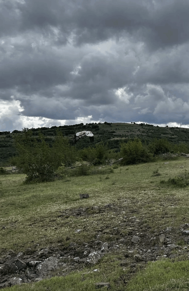 Male Egyptian Vulture Chance released back to the wild after recovering from the poisoning incident © BSPB