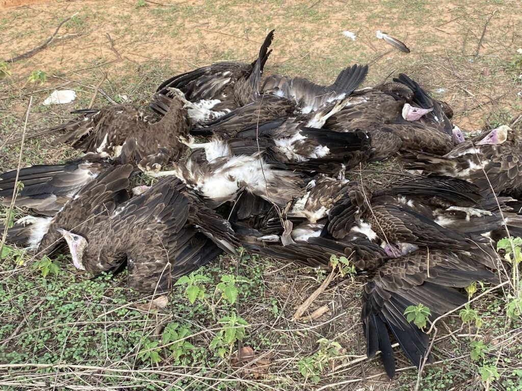 Dead Hooded vultures