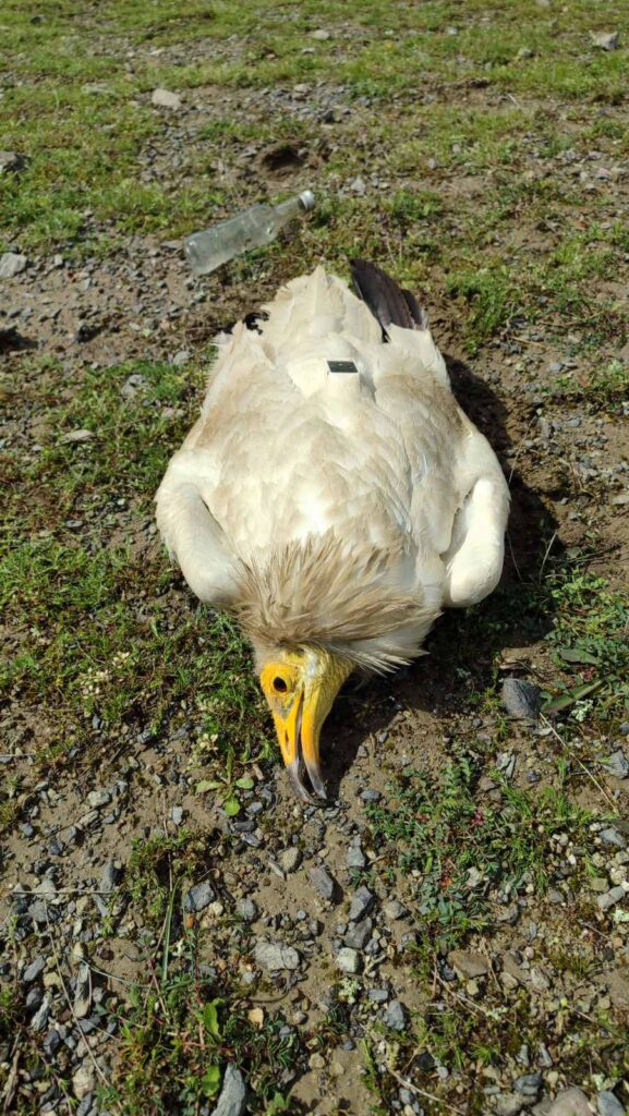 Female Egyptian Vulture poisoned in April 2025 in Bulgaria © BSPB