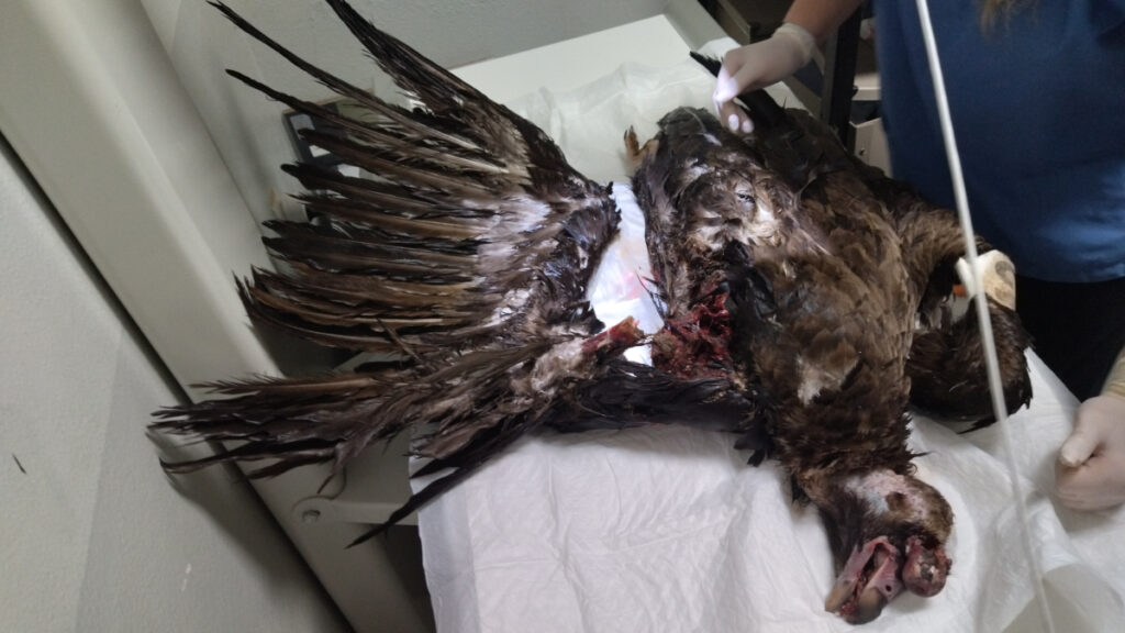 Cinereous Vultures killed by collision with wind turbines in Greece ©Society for the Protection of Biodiversity of Thrace; © Stavros Tsiantikoudis: NECCA