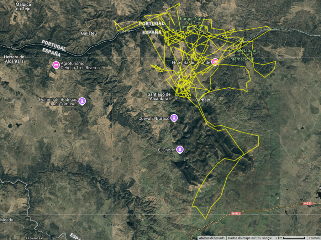 Movements during the first week of the Cinereous Vulture Charneco back in the wild.