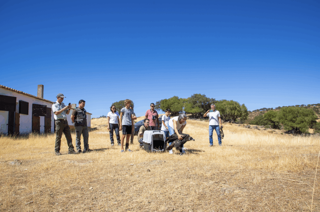 Release of Brava at Herdade da Contenda ©Fábio Moreira