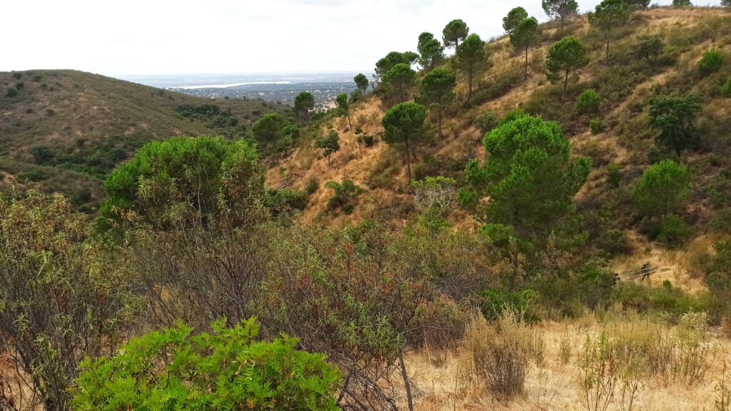 Suitable habitat for Cinereous Vulture nesting in the Serra do Mendro © VCF