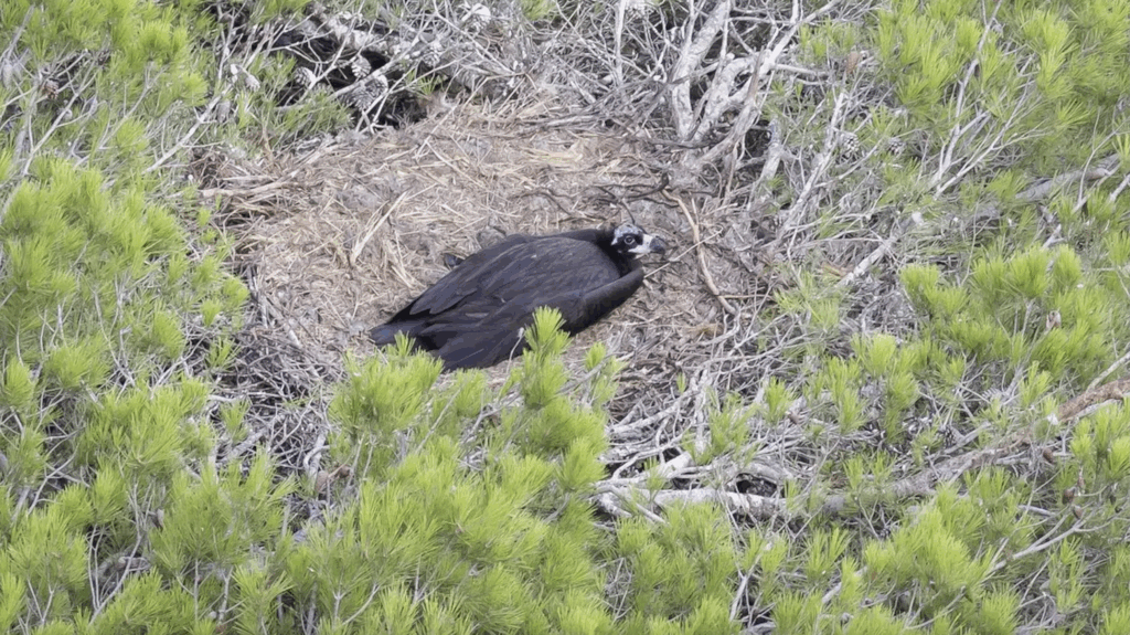 The Cinereous Vulture nest discovered in Artà © CAIB