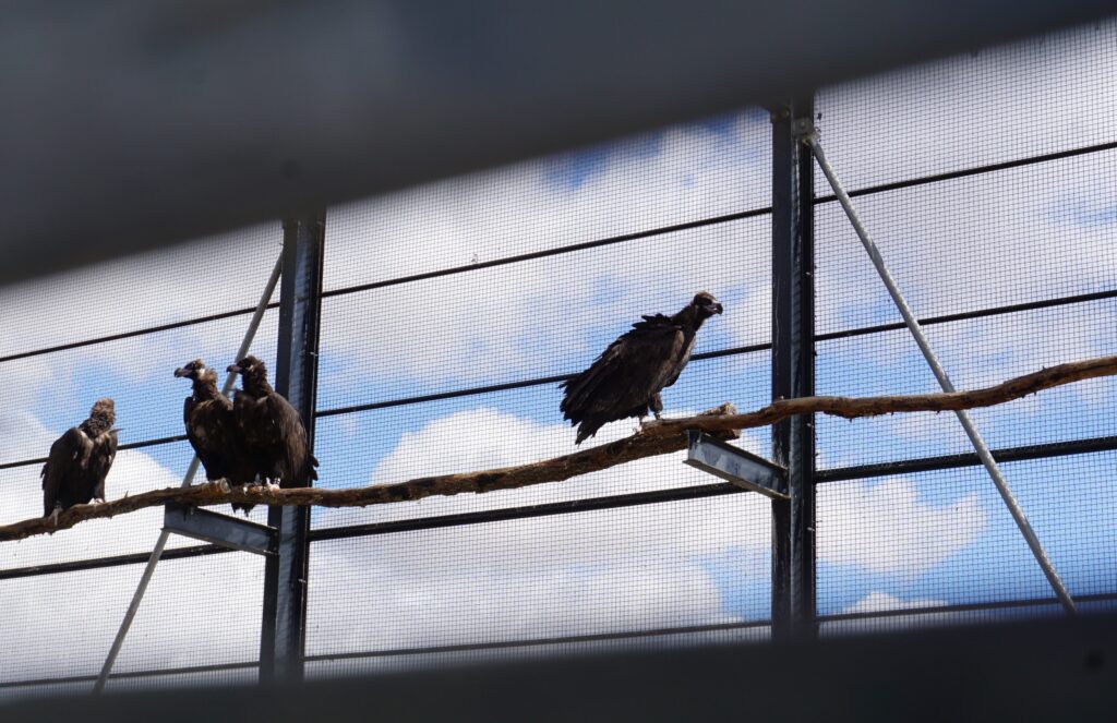 The Cinereous Vultures back in the acclimatization station © Palombar