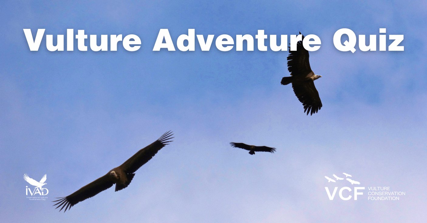Vulture Adventure Quiz