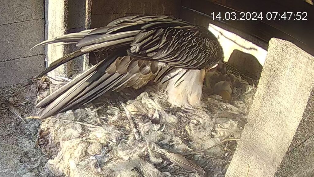 Female Bearded Vulture taking care of a chick in an artificial nest at RFZ centre
