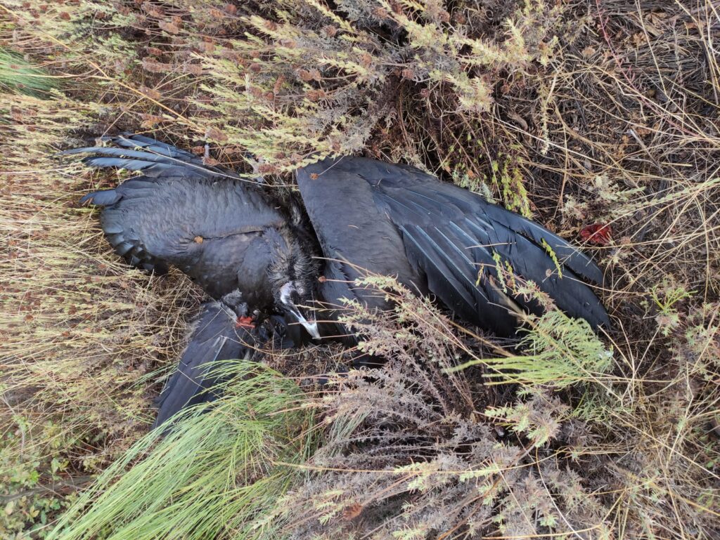 a cinereous vulture corpse in a bush