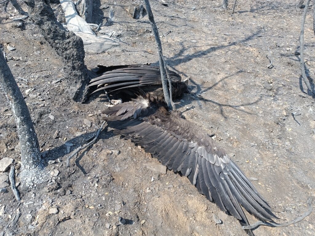 Acer, the Cinereous Vulture chick that died after the fires in the Douro International Natural Park ©Palombar