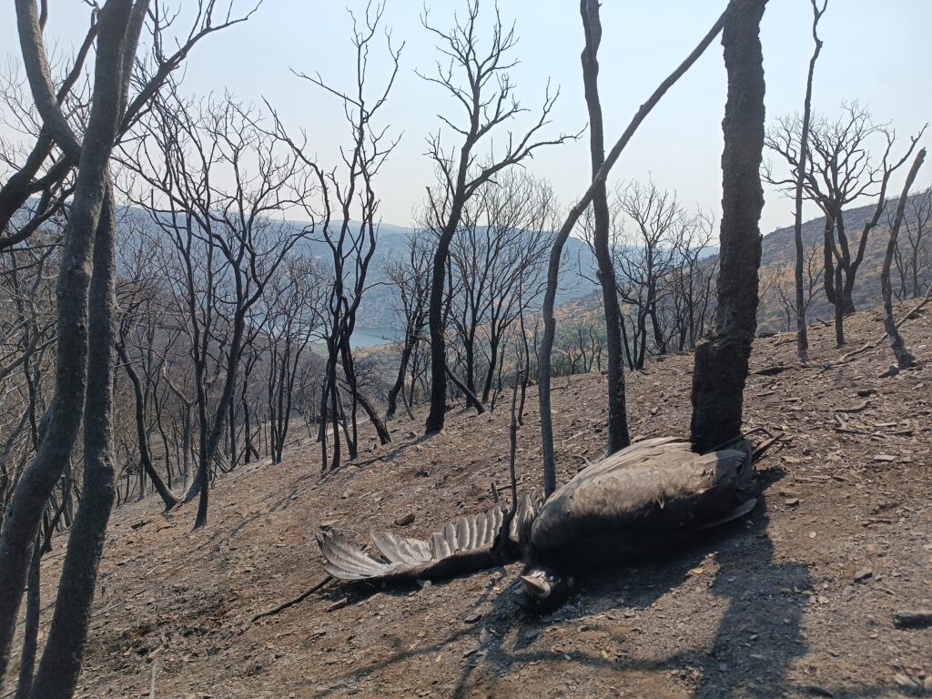 Acer, the Cinereous Vulture chick that died following the wildfires in the Douro Internatconal region in August 2025. ©Palombar
